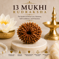 13 Mukhi Rudraksha | Natural Divine Rudraksha Bead for Attraction & Fulfillment