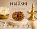 14 Mukhi Rudraksha | Natural Divine Rudraksha Bead for Intuition & Spiritual Wisdom